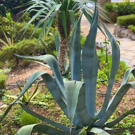 House * スタリグラード