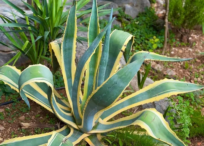 House Σπίτι διακοπών *